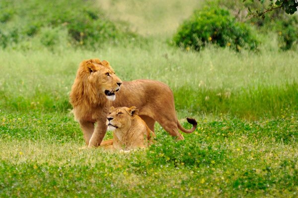 Liebe in der Natur, Löwe und Löwin