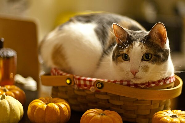 El gato en la cesta junto a las calabazas