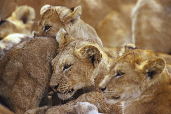 Les lionnes de Pride se couchent ensemble