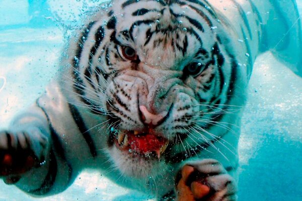 Un tigre flotando bajo el agua