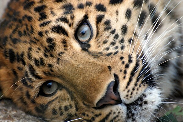 La cabeza de un leopardo acostado a un lado