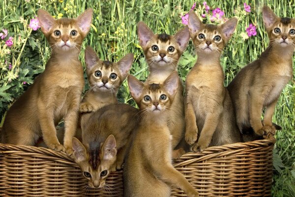 Abyssinian kittens in a basket on a background of flowers