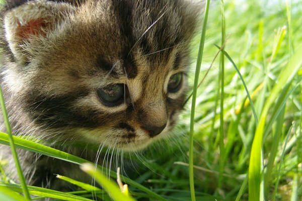 A little kitten is hunting in the green grass