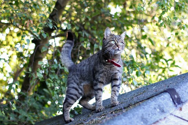 Grey hairy cat on the roof