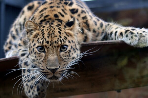 Mirada de leopardo