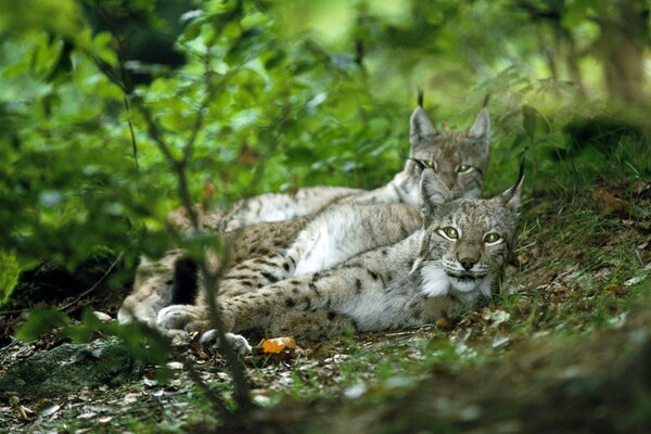 Una coppia di linci che riposa nella foresta