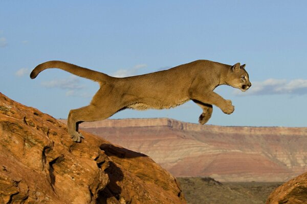 Cougar gatto salto predatore