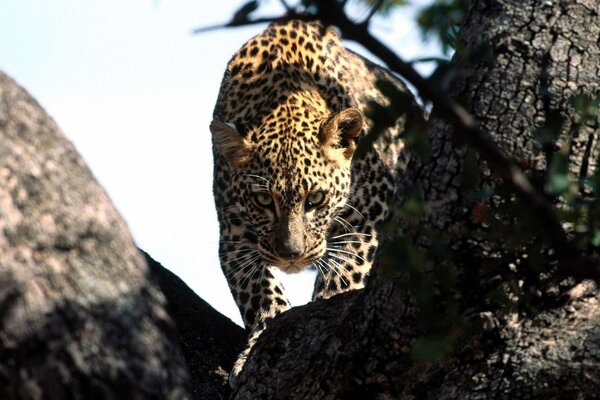 LA PELIGROSA MIRADA DEL LEOPARDO EN LA CAZA