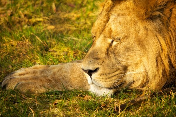 Löwe beschloss, eine Siesta zu veranstalten