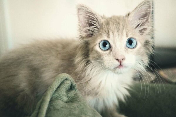 Grey cat with blue eyes