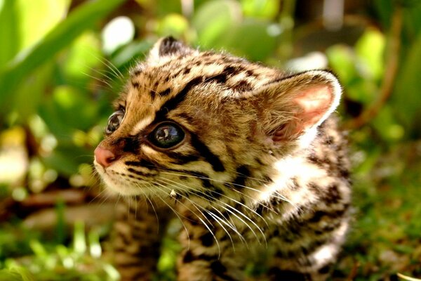 LE PETIT GUÉPARD RETIENT SON SOUFFLE