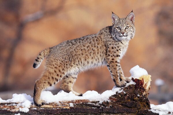 Ein Luchs, ein Luchs beobachtet, ein Luchs im Schnee, auf der Suche nach dem Mittagessen