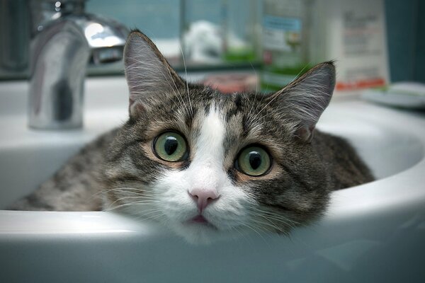 Die Katze liegt im Waschbecken im Badezimmer