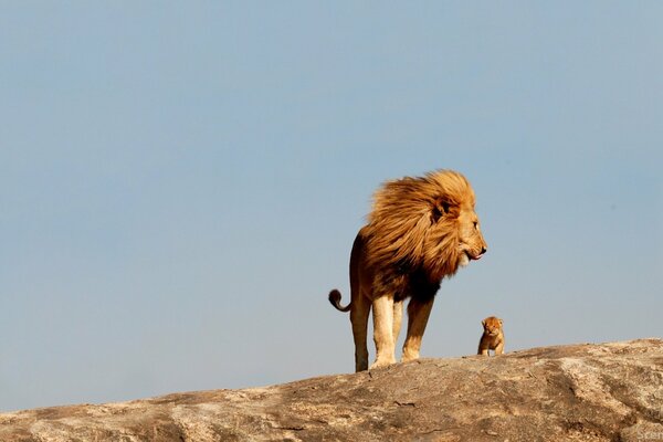 El gran León y el pequeño León