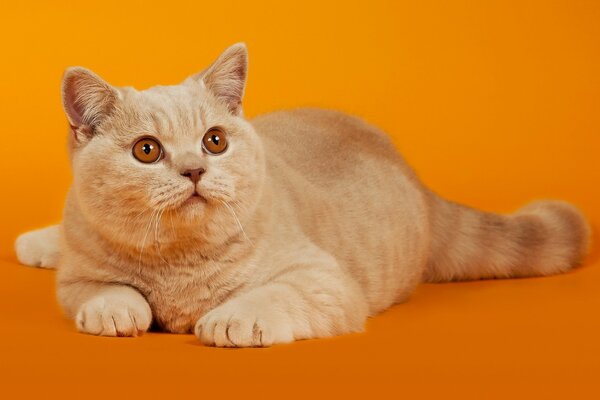 Chat de pêche avec des yeux orange se trouve sur fond orange