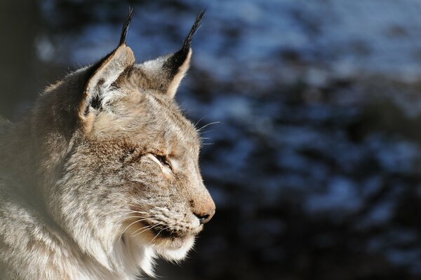 Ein harter Luchs schaut vorsichtig nach vorne