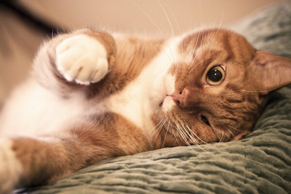 El gato rojo entrecerró los ojos hermosa foto