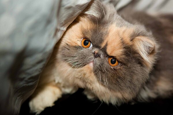 Gatto di razza con una bella faccia