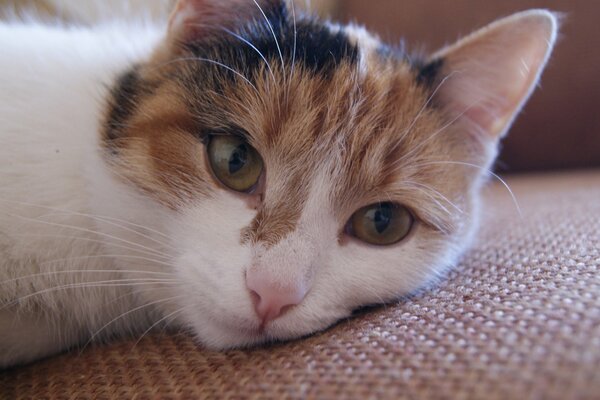 Chat blanc-rouge, canapé, moustache, yeux