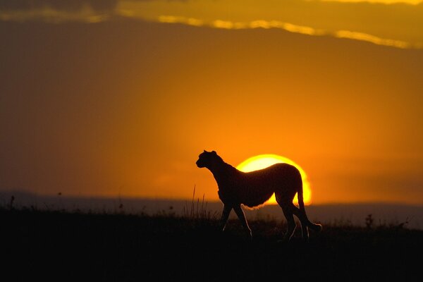 Silhouette eines Geparden bei Sonnenuntergang