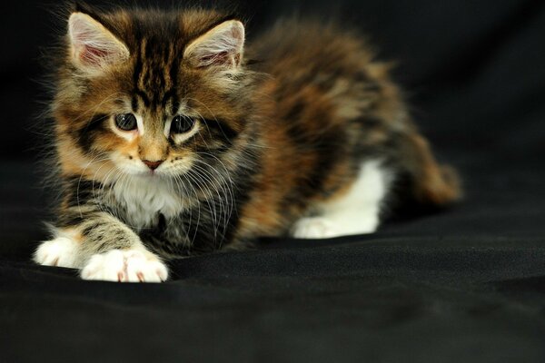 Photo of a fluffy kitten on a black background