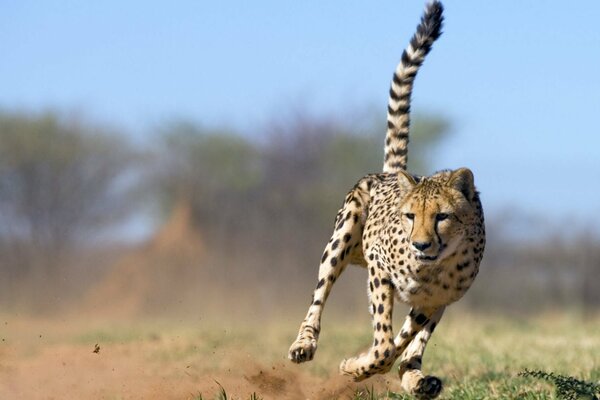 Le guépard poursuit sa proie afin que la poussière par un pilier