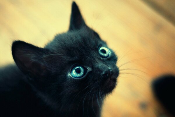 A black kitten with blue eyes