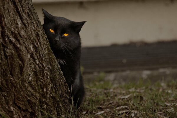 Schwarze Katze späht hinter einem Baum aus