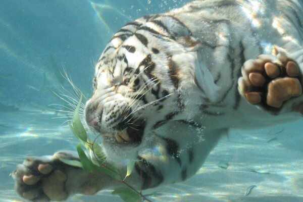 A tiger immersed in water tears off a leaf