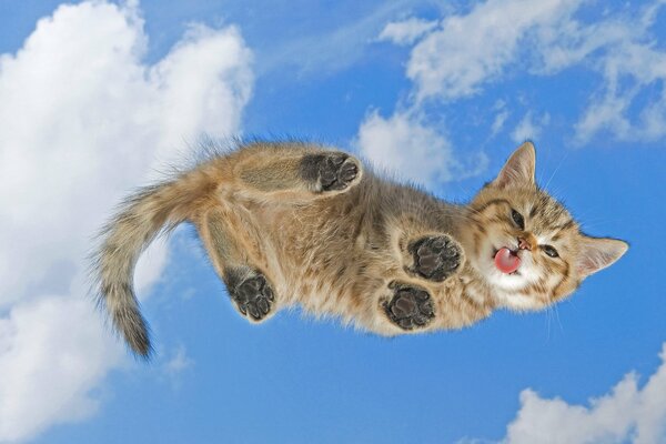 A kitten on a glass table