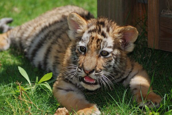 El pelirrojo cachorro de tigre tirado en la hierba