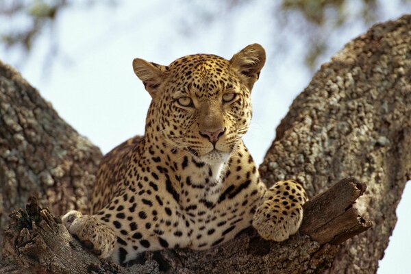 Léopard reposant sur un arbre, léopard sauvage, chat prédateur