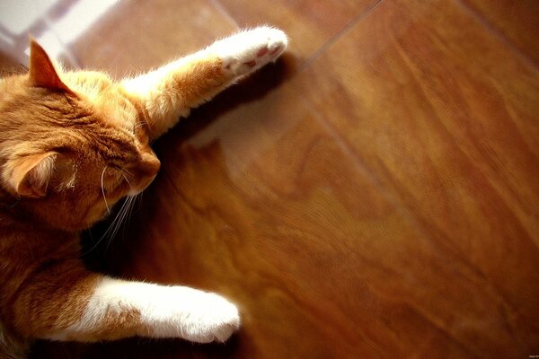 The cat sleeps on a wooden shelf