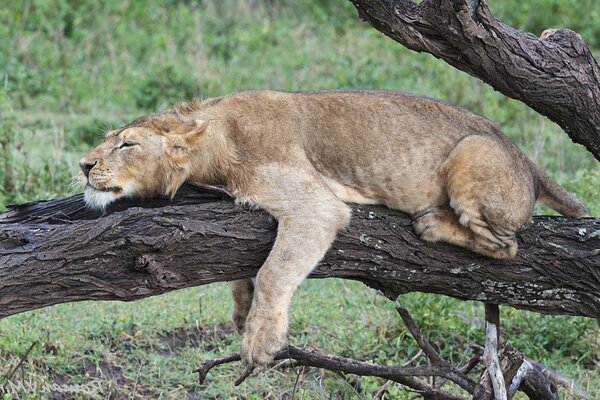 The lioness is lying on the trunk of a tree