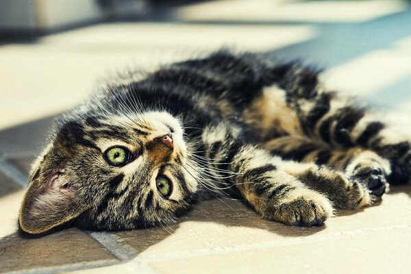 Chat rayé se trouve sur le sol