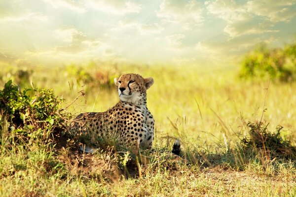 Wild hypard hunts in the desert savanna