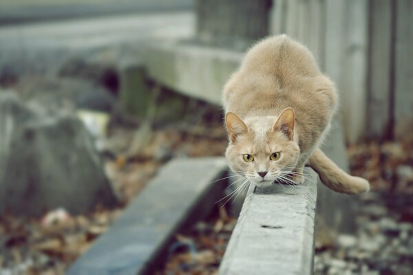 Beige cat hunts on the street