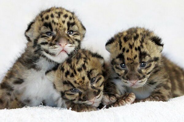 Kätzchen des Leoparden süßes Foto