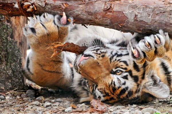 Tiger schärft seine Krallen gegen einen Baum