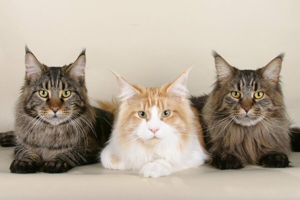 Wallpaper with Maine coons