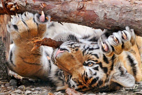 La tigre affila quando contro un albero