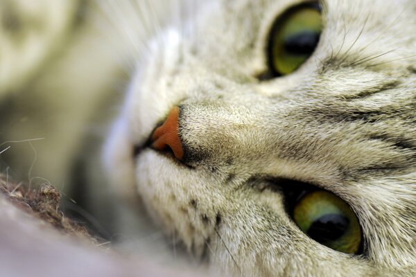 Gatto primo piano della faccia