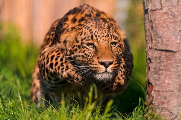 Ein schleichender Leopard auf dem Gras