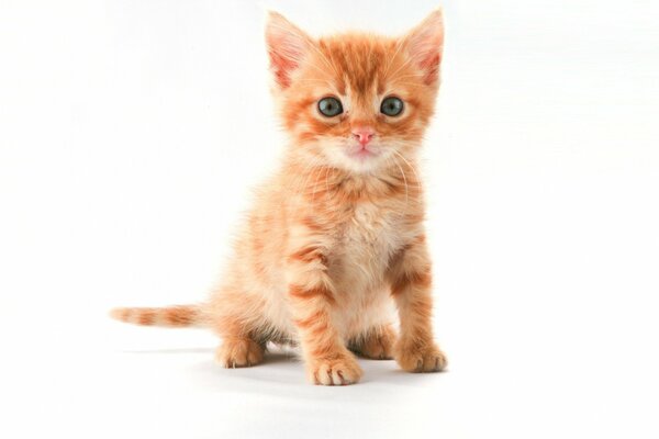 Chaton Rousse avec un joli regard