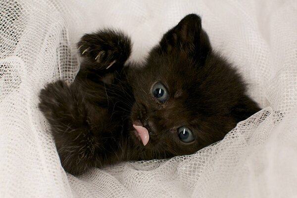 A black ball of happiness is playing in the curtain