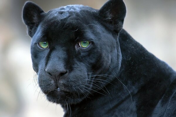 Die Schnauze eines schwarzen Panthers mit leuchtend grünen Augen