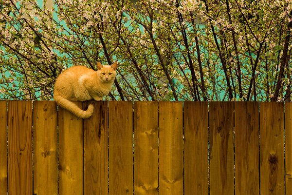 Gato rojo en una cerca de madera contra el fondo de los árboles