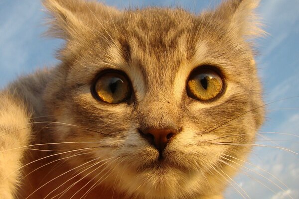 Rothaarige Katze schaut in die Ferne