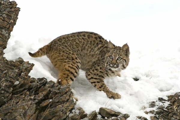 EL LINCE EN LA NIEVE ACECHA EN LAS ROCAS