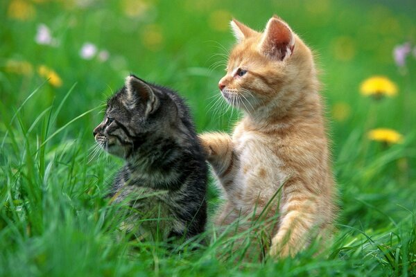 Red and gray kitten play in the grass